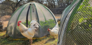 Boer in jou agterplaas