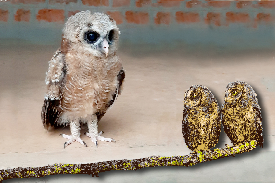 onder-sy-vlerke-n-getuienis-van-gloof-voorsiening