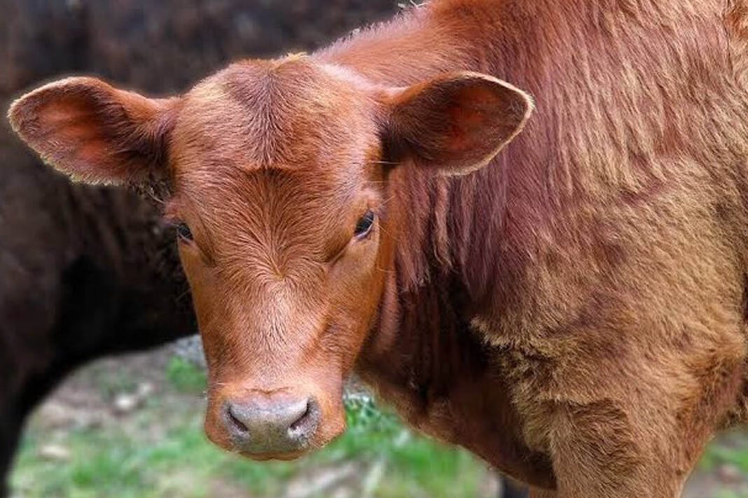 Red Heifer