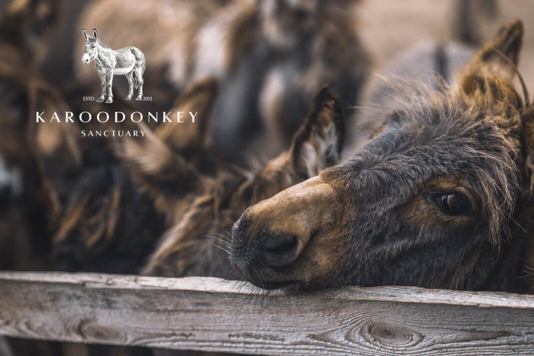 Karoo donkey sanctuary