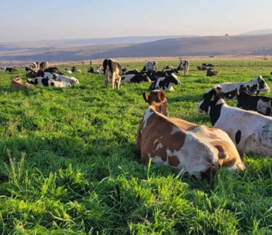 Vreugde in die roeping: Geloof, gesin en ’n lewe tussen koeie